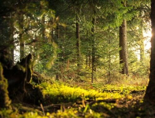 Aprovechamientos forestales: del aula al monte, del monte al futuro.